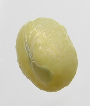 Pearl into Orange Juice